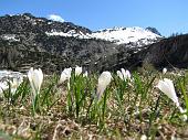 08 Crocus in fioritura